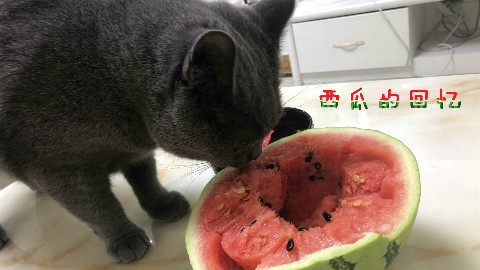 猫咪偷吃西瓜被主人抓现行,喵:主人给的西瓜没有偷吃的甜!
